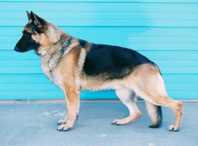 german shepherd steel blue